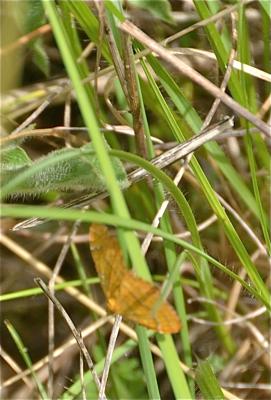 Brocatelle d'or (La) Camptogramma bilineata (Linnaeus, 1758)