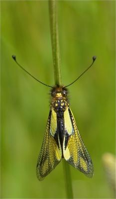 Ascalaphe soufré Libelloides coccajus (Denis & Schiffermüller, 1775)