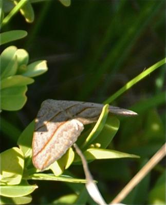 Ortholite plombée (L') Scotopteryx luridata (Hufnagel, 1767)