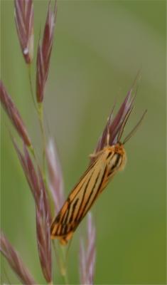 Ecaille striée (L') Spiris striata (Linnaeus, 1758)