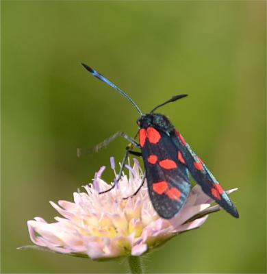 Zygène du Pied-de-Poule (La), Zygène des Lotiers ( Zygaena filipendulae (Linnaeus, 1758)
