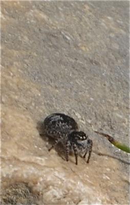 Saltique sanguinolent Philaeus chrysops (Poda, 1761)