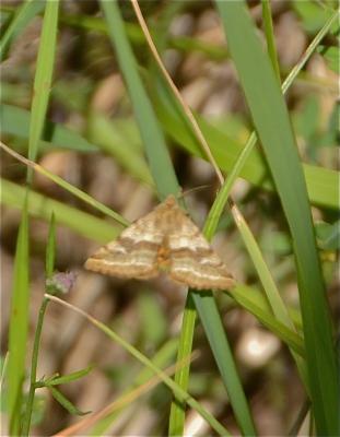 Noctuelle du Dartrier (La) Synthymia fixa (Fabricius, 1787)