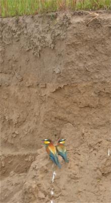 Guêpier d'Europe Merops apiaster Linnaeus, 1758