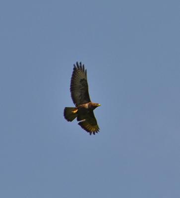 Buse variable Buteo buteo (Linnaeus, 1758)
