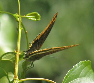 Nymphale de l'Arbousier (La), Jason (Le), Pacha à  Charaxes jasius (Linnaeus, 1767)