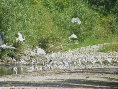 Aigrette garzette Egretta garzetta (Linnaeus, 1766)