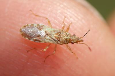  Belonochilus numenius (Say, 1832)