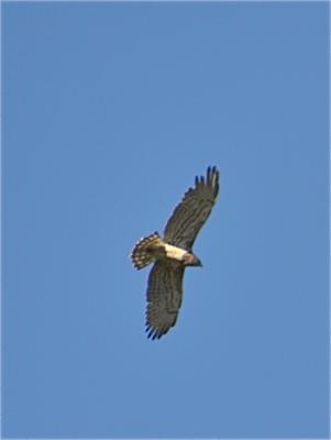 Circaète Jean-le-Blanc Circaetus gallicus (Gmelin, 1788)