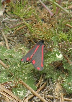 Goutte-de-sang , Carmin (Le) Tyria jacobaeae (Linnaeus, 1758)