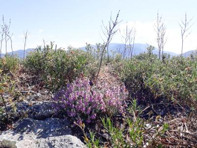 Gérmandrée marine, Germandrée Marum Teucrium marum L., 1753