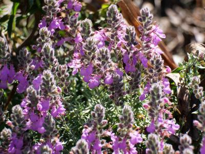 Gérmandrée marine, Germandrée Marum Teucrium marum L., 1753