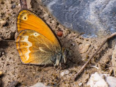 Fadet tyrrhénien (Le) Coenonympha corinna (Hübner, 1804)