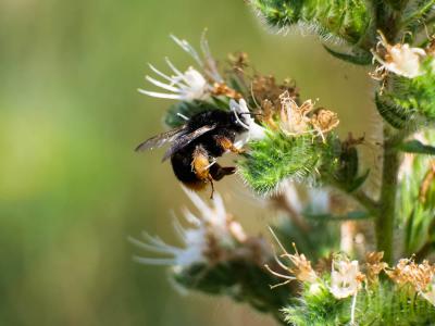  Bombus Latreille, 1802