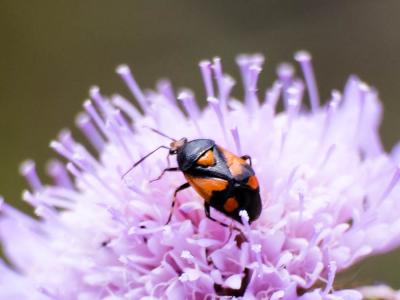 Deraeocoris schach (Fabricius, 1781)