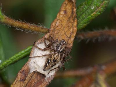 Araignée-lynx Oxyopes heterophthalmus (Latreille, 1804)