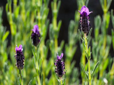 Lavande papillon, Lavande Stéchade Lavandula stoechas L., 1753