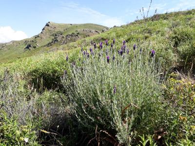 Lavande papillon, Lavande Stéchade Lavandula stoechas L., 1753