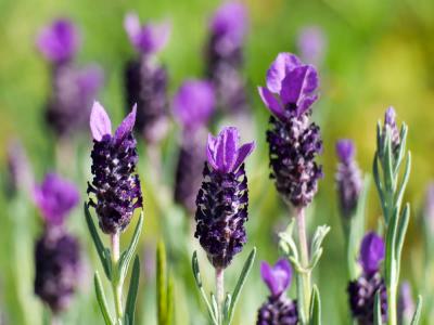 Lavande papillon, Lavande Stéchade Lavandula stoechas L., 1753