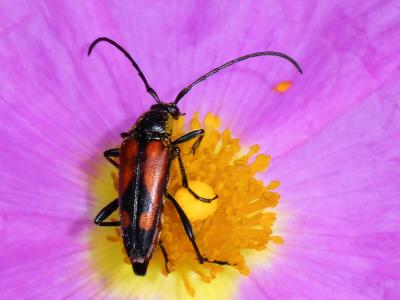  Stenurella bifasciata (Müller, 1776)