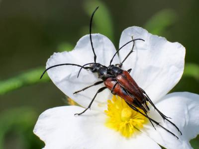  Stenurella bifasciata (Müller, 1776)