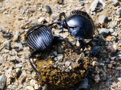  Scarabaeus laticollis Linnaeus, 1767