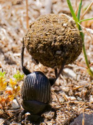  Scarabaeus laticollis Linnaeus, 1767