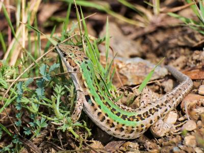 Lézard sicilien, Lézard des ruines Podarcis siculus (Rafinesque Schmaltz, 1810)