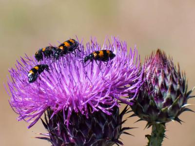 Mylabre variable Mylabris variabilis (Pallas, 1781)
