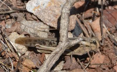 Criquet migrateur, Criquet voyageur, Criquet cendr Locusta migratoria (Linnaeus, 1758)