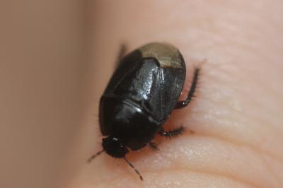  Aethus pilosus (Herrich-Schäffer, 1834)