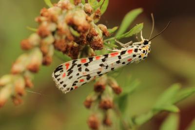 Gentille (La), Ecaille du Myosotis (L') Utetheisa pulchella (Linnaeus, 1758)