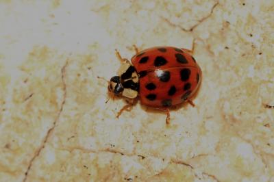 Coccinelle asiatique (la) Harmonia axyridis (Pallas, 1773)