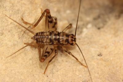 Grillon des bastides, Grillon de Dalmatie Gryllomorpha dalmatina (Ocskay, 1832)