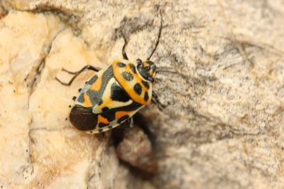  Eurydema ornata (Linnaeus, 1758)