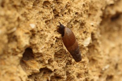 Bulime tronqué Rumina decollata (Linnaeus, 1758)