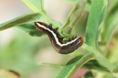 Noctuelle du Millepertuis (La) Chloantha hyperici (Denis & Schiffermüller, 1775)