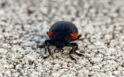 Chrysomèle noire à bordure rouge Chrysolina sanguinolenta (Linnaeus, 1758)