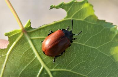  Chrysomela populi populi Linnaeus, 1758