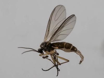  Sciaridae Billberg, 1820
