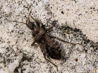  Coranus griseus (Rossi, 1790)