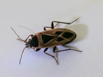  Xanthochilus minusculus (Reuter, 1885)