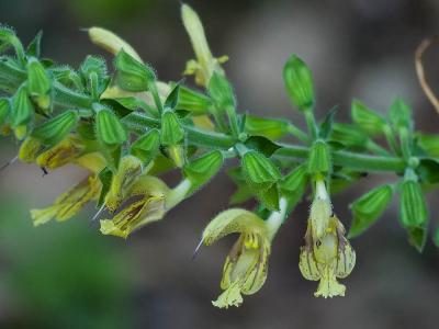 Sauge glutineuse, Ormin gluant Salvia glutinosa L., 1753