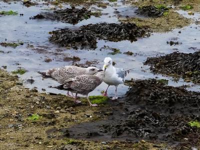 Goéland argenté Larus argentatus Pontoppidan, 1763