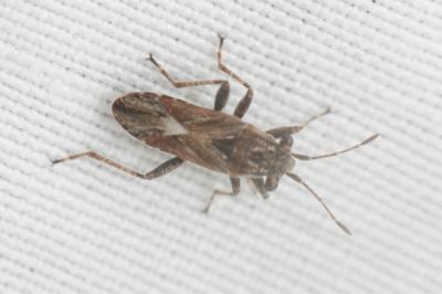  Henestaris laticeps (Curtis, 1836)