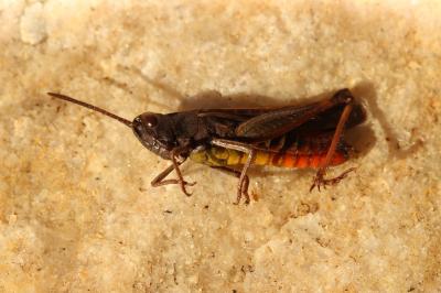 Criquet noir-ébène Omocestus rufipes (Zetterstedt, 1821)