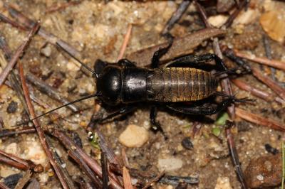 Grillon champêtre, Grillon des champs, Gril, Rique Gryllus campestris Linnaeus, 1758
