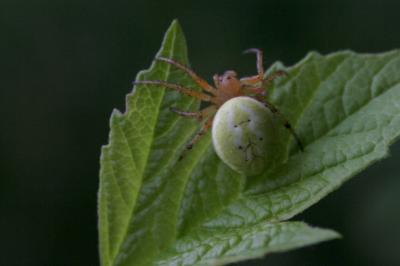  Araniella alpica (L. Koch, 1869)