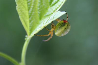  Araniella alpica (L. Koch, 1869)