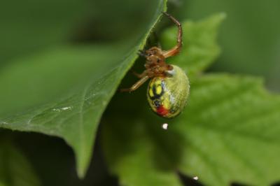  Araniella alpica (L. Koch, 1869)